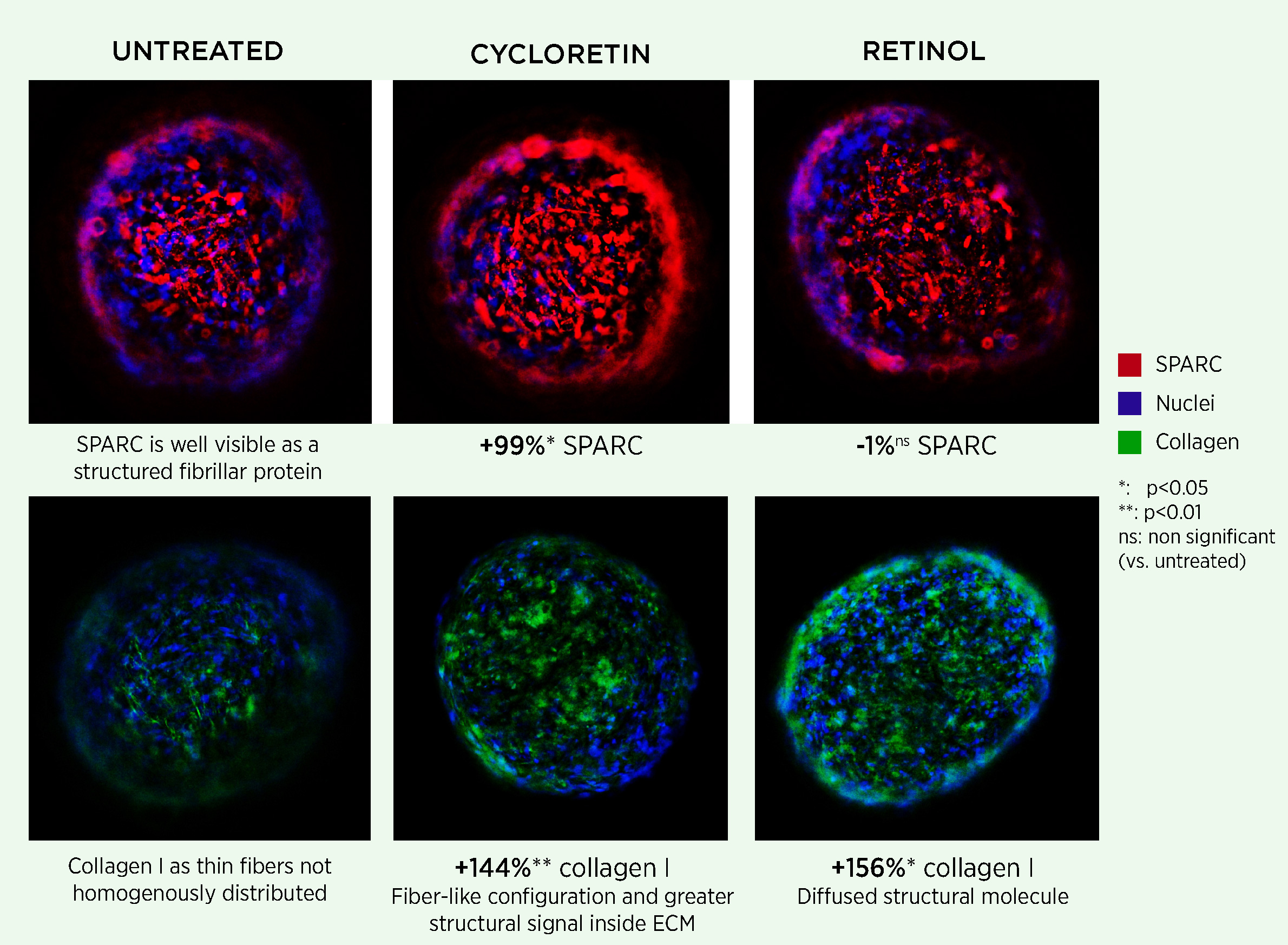 Clariant-image-spheroids sparc collagen v2-2024-01